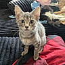 Riker joined the competition — help win amazing prizes! animal, black_blanket, blanket, cat, closeup, couch, curious, domestic_cat, feline, fur, gray_tabby, home, indoor, kitten, nap, pet, red_blanket, resting, sleeping_cat, whiskers