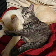 Riker joined the competition — help win amazing prizes! animal, bed, blanket, cat, comfort, companion, cozy, cute, domestic_animal, friendship, fur, indoor, kitten, pet, red_blanket, relaxation, resting, sleeping, snuggling, white_sheet