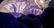 Riker is registered to the contest to win money with this photo: animal, blanket, cat, close_up, cozy, cute, domestic_animal, feline, fur, indoor, mammal, nap, paw, pet, purple_light, relaxation, rest, sleeping, soft_texture, whiskers