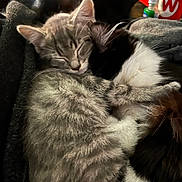 Riker is registered to the contest to win money with this photo: animal, black_and_white_cat, blanket, cat, close_up, companion, cozy, cute, domestic, fur, furry, indoor, kitten, peaceful, pet, resting, sleeping, snuggling, soft, striped_cat