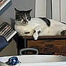 Stitch joined the competition — help win amazing prizes! animal, ball, books, cat, cozy, curious, domestic, drawer, feline, fur, gray_wall, home, indoor, object, pet, quiet, relaxed, resting, whiskers, wooden_surface