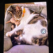 Stitch is registered to the contest to win money with this photo: animal, cat, close_up, collar, cozy, cute, domestic_animal, feline, fur, indoor, paw, pet_bed, plush_toy, relaxing, resting, screen_photo, sleeping, soft_texture, toy, white_and_brown