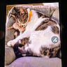 animal, cat, close_up, collar, cozy, cute, domestic_animal, feline, fur, indoor, paw, pet_bed, plush_toy, relaxing, resting, screen_photo, sleeping, soft_texture, toy, white_and_brown