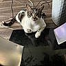 Stitch joined the competition — help win amazing prizes! animal, brown, cables, cat, curious, domestic, ears, feline, floor, fur, indoor, looking, mammal, pet, relaxed, striped, tail, whiskers, white, wooden_floor