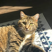 Amiga is registered to the contest to win money with this photo: cat, tabby, pet, animal, feline, fur, green_eyes, sunlight, indoor, rug, patterned_rug, relaxing, whiskers, paws, cute, domestic_cat, closeup, mammal, laying, cozy