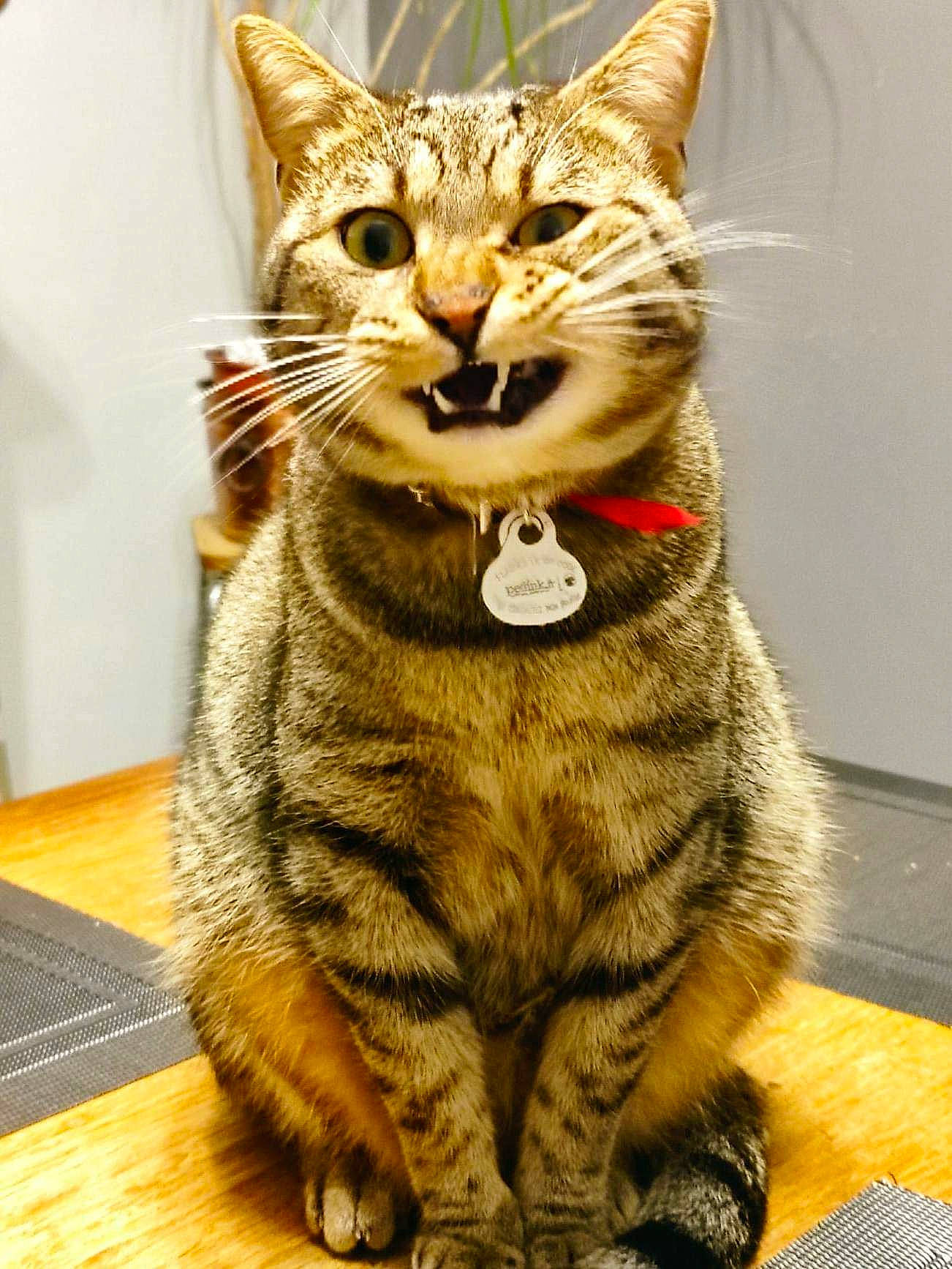 Spooky a rejoint le concours — aidez-le/la à gagner de superbes lots ! carnivore, cat, claw, domestic_short_haired_cat, felidae, fur, paw, sitting, small_to_medium_sized_cats, snout, tail, terrestrial_animal, whiskers, wildlife