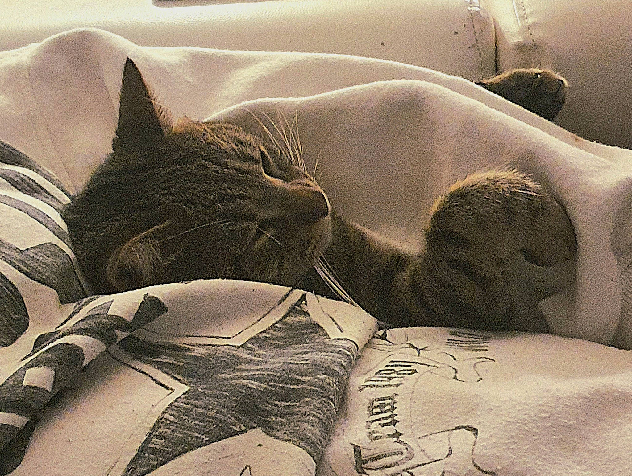 Spooky a rejoint le concours — aidez-le/la à gagner de superbes lots ! art, bedding, carnivore, cat, comfort, domestic_short_haired_cat, felidae, grey, human_leg, illustration, linens, mammal, pattern, room, small_to_medium_sized_cats, snout, tail, vertebrate, visual_arts, whiskers