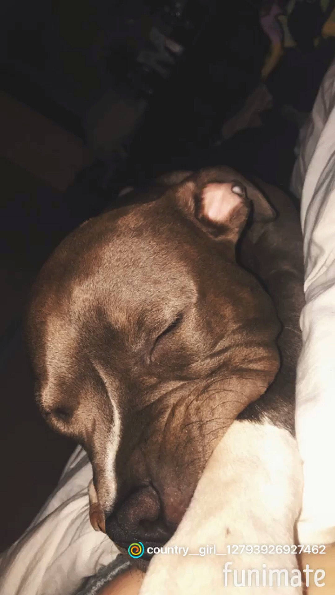 Deisel is registered to the contest to win money with this photo: canidae, carnivore, dog_breed, ear, fawn, felidae, nap, nose, sleep, snout, sporting_group, weimaraner, whiskers