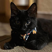 Salem is registered to the contest to win money with this photo: black_cat, kitten, pet, animal, indoor, bow_tie, cute, curious_eyes, wooden_floor, lying_down, young_cat, domestic_cat, fur, whiskers, close_up, portrait, animal_face, small_pet, black_fur, playful