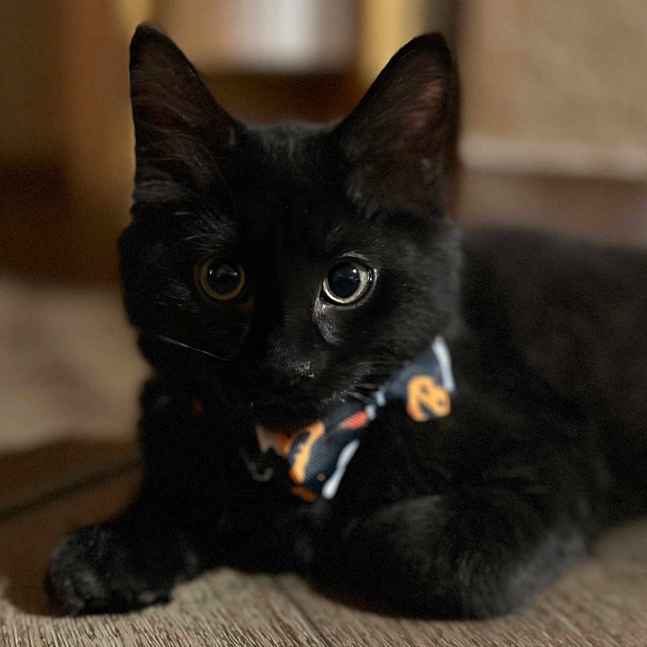 Salem is registered to the contest to win money with this photo: black_cat, kitten, pet, animal, indoor, bow_tie, cute, curious_eyes, wooden_floor, lying_down, young_cat, domestic_cat, fur, whiskers, close_up, portrait, animal_face, small_pet, black_fur, playful