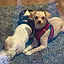 animal, brown, carpet, companion, cozy, curious, cute, dog, domestic, floor, friendship, fur, harness, indoor, laying, pets, relaxed, resting, two_dogs, white
