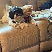 Oreo And Ollie joined the competition — help win amazing prizes! animal, black_and_white_dog, blanket, brown_dog, collar, companion, couch, cozy, dog, domestic_animal, fluffy, furniture, indoor, leather, living_room, pet, relaxed, resting, table, two_dogs