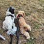 animal, black_and_white, brown_dog, canine, curly_fur, dog, field, fur, grass, harness, leash, nature, outdoor, pet, relaxing, resting, summer, two_dogs, walking, white_dog