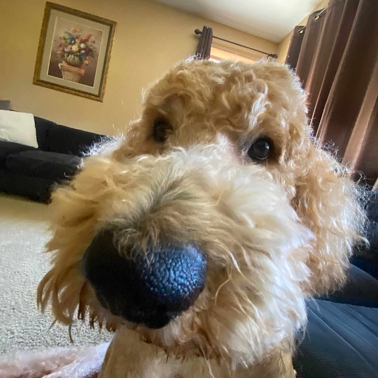 Arlo is registered to the contest to win money with this photo: dog, golden_doodle, close_up, nose, fur, living_room, sofa, curtains, painting, carpet, indoor, pet, animal, cute, friendly, brown, beige, cozy, portrait, furry