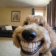 Arlo is registered to the contest to win money with this photo: dog, golden_doodle, smile, teeth, indoors, living_room, carpet, couch, cushion, curtains, window, picture_frame, wall_art, fur, pet, canine, close_up, funny, expression, collar