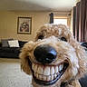 canine, carpet, close_up, collar, couch, curtains, cushion, dog, expression, funny, fur, golden_doodle, indoors, living_room, pet, picture_frame, smile, teeth, wall_art, window