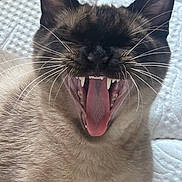 Moon joined the competition — help win amazing prizes!