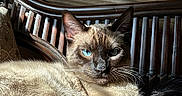 Moon is registered to the contest to win money with this photo: cat, siamese_cat, blue_eyes, feline, pet, indoor, wooden_chair, sunlight, relaxed, fur, whiskers, closeup, animal, mammal, domestic_animal, resting, home, cozy, portrait, chair