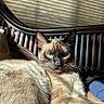 cat, siamese_cat, blue_eyes, feline, pet, indoor, wooden_chair, sunlight, relaxed, fur, whiskers, closeup, animal, mammal, domestic_animal, resting, home, cozy, portrait, chair