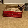 cat, siamese_cat, box, wooden_box, carpet, beige_carpet, indoor, pet, animal, feline, resting, cozy, blanket, door, foot, home, floor, red, brown, cream