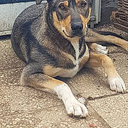 Niack a rejoint le concours — aidez-le/la à gagner de superbes lots ! animal, black, brown, canine, dog, door, ears, eyes, fence, looking, lying_down, outdoor, paws, pet, portrait, resting, stone_floor, texture, white, wicker_basket