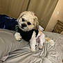 bed, black_shirt, blanket, canine, comforter, companion, cozy, curtains, cute, dog, fur, indoor, lying_down, pet, room, sleeping_area, small_dog, tan_fur, white_fur, wooden_dresser