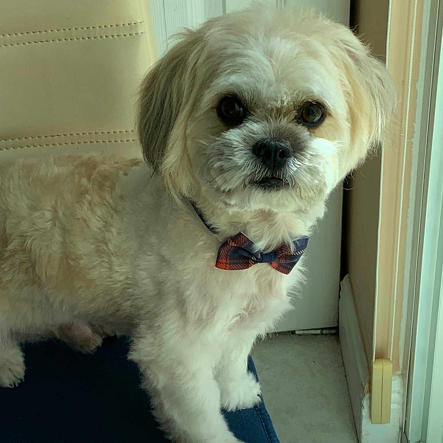Milo is registered to the contest to win money with this photo: animal, beige, bow_tie, chair, companion, curious, cute, dog, domestic_animal, door, fluffy, furniture, household, indoor, looking, pet, portrait, small_dog, standing, white_fur