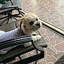 Milo joined the competition — help win amazing prizes! canine, chair, companion, cozy, curious, cute, dog, domestic_animal, fluffy, furniture, looking_up, outdoor, patio, pet, relaxing, resting, small_dog, striped_shirt, summer, tile_floor