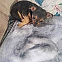 Dakota is registered to the contest to win money with this photo: animal, black, blanket, companion, couch, cozy, cute, dog, ears, fur, home, indoor, laying, pet, puppy, resting, sleeping, small_dog, tan, young