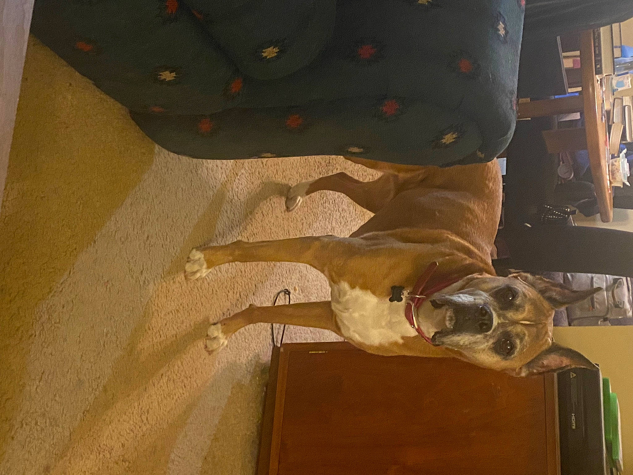 Bella joined the competition — help win amazing prizes! art, ceiling, flooring, fur, hardwood, landscape, machine, metal, plaster, room, sculpture, tree, visual_arts, wood, wood_stain