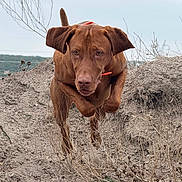 Princeton is registered to the contest to win money with this photo: dog, brown_dog, running, jumping, action_shot, outdoors, dry_grass, dirt, muzzle, ears, focused_gaze, pet, orange_collar, canine, landscape, field, hill, thistle_plants, overcast_sky, ground