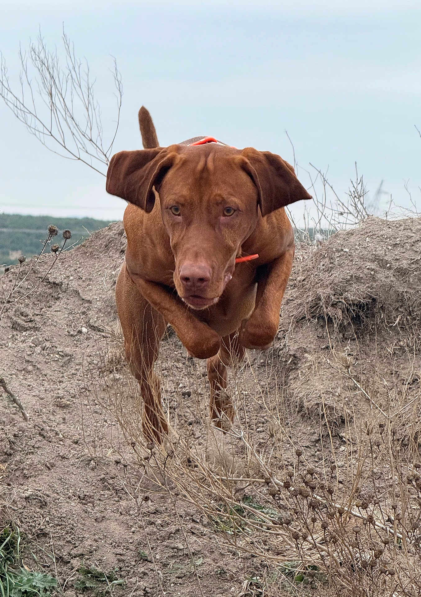 Princeton is registered to the contest to win money with this photo: dog, brown_dog, running, jumping, action_shot, outdoors, dry_grass, dirt, muzzle, ears, focused_gaze, pet, orange_collar, canine, landscape, field, hill, thistle_plants, overcast_sky, ground