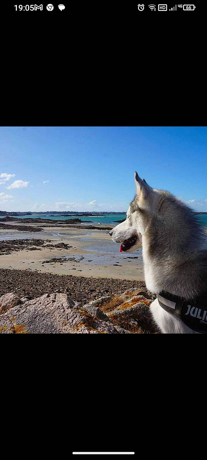 Laigo a rejoint le concours — aidez-le/la à gagner de superbes lots ! beach, canis, carnivore, cloud, companion_dog, dog, dog_breed, freezing, horizon, ice_cap, landscape, natural_landscape, ocean, sky, sled_dog, sporting_group, water, wind_wave, winter, wolf
