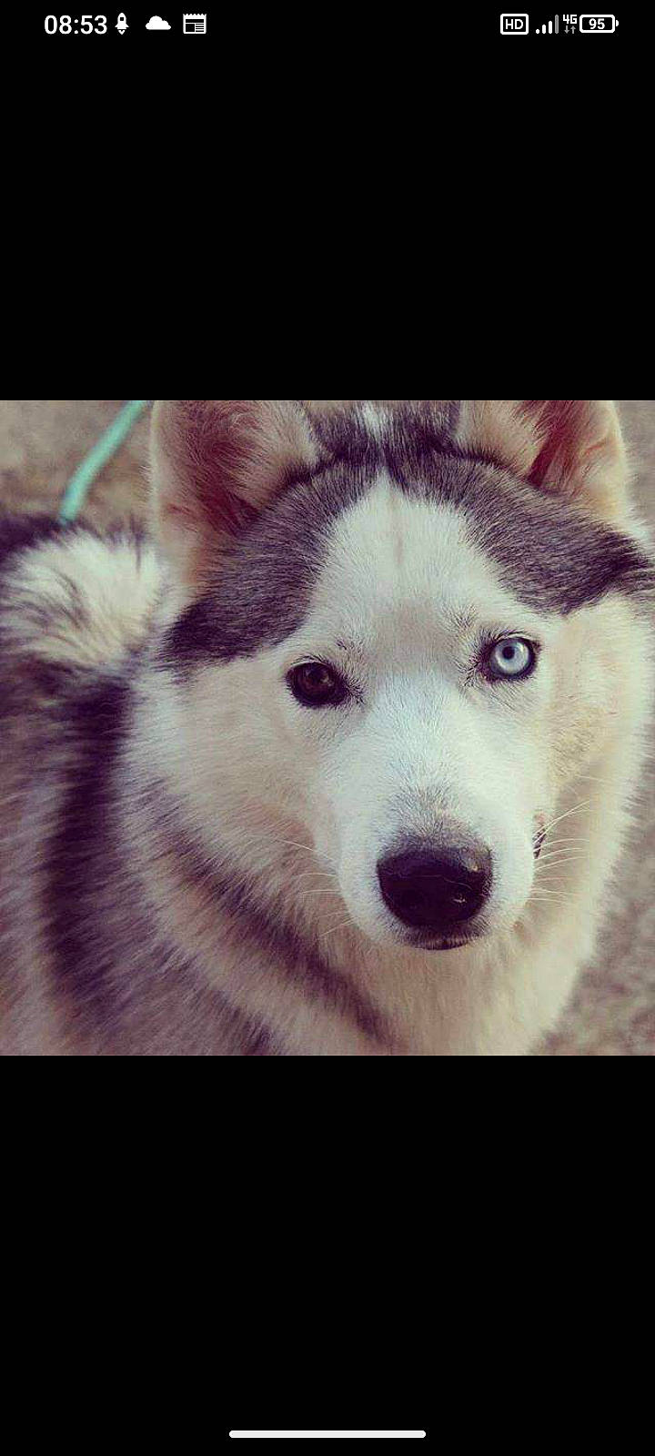 Laigo participe au concours pour gagner de l'argent avec cette photo : ancient_dog_breeds, canidae, canis, carnivore, companion_dog, dog, dog_breed, eye, fur, non_sporting_group, siberian_husky, sled_dog, sporting_group, square, terrestrial_animal, whiskers, wildlife, working_animal, working_dog