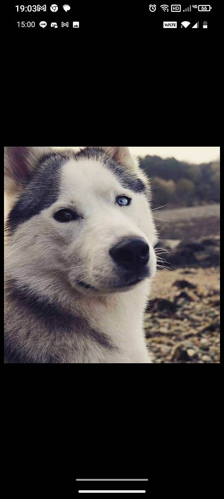 Laigo a rejoint le concours — aidez-le/la à gagner de superbes lots ! canidae, canis, carnivore, cloud, companion_dog, dog, dog_breed, fur, meteorological_phenomenon, monochrome, monochrome_photography, non_sporting_group, sky, sled_dog, snout, sporting_group, terrestrial_animal, whiskers, wolf, working_dog