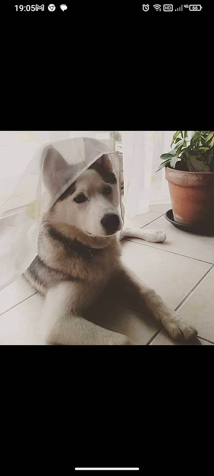 Laigo a rejoint le concours — aidez-le/la à gagner de superbes lots ! canidae, carnivore, cloud, companion_dog, dog, dog_breed, flooring, flowerpot, fur, happy, houseplant, metal, monochrome, monochrome_photography, paw, photo_caption, plant, square, tail, whiskers