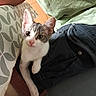 animal, blur, cat, curious, cute, ears, eyes, floor, fur, green_shirt, indoor, kitten, lap, pattern, person, pet, shorts, tablecloth, tile, whiskers