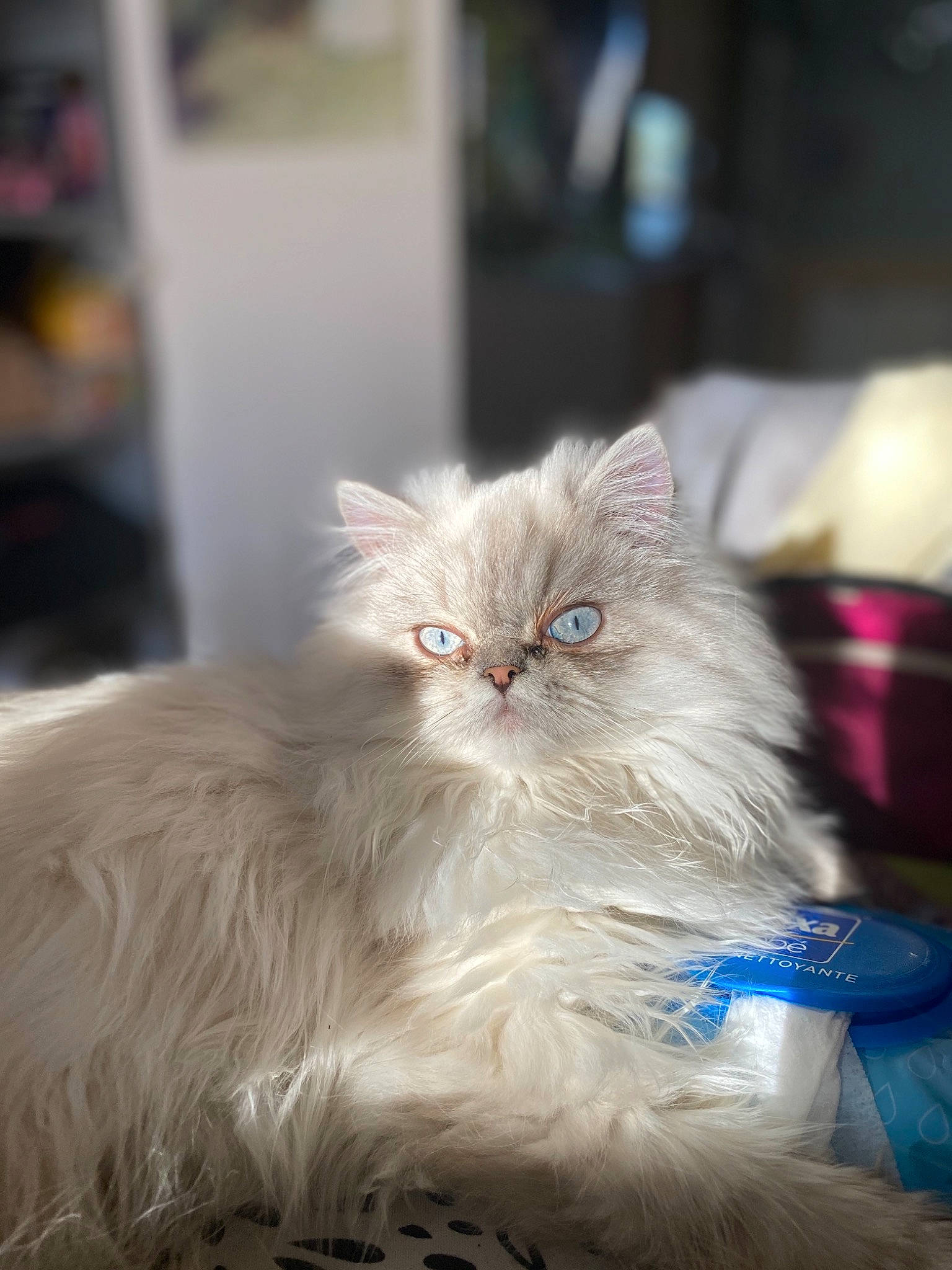Oréo participe au concours pour gagner de l'argent avec cette photo : asian, asian_semi_longhair, british_longhair, british_semi_longhair, carnivore, cat, domestic_long_haired_cat, eye, felidae, fur, kitten, mammal, napoleon_cat, norwegian_forest_cat, persian, ragamuffin, small_to_medium_sized_cats, turkish_angora, vertebrate, whiskers