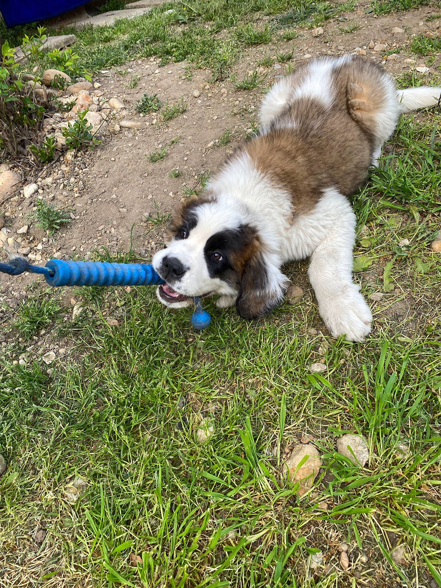 Rhéa participe au concours pour gagner de l'argent avec cette photo : canidae, carnivore, companion_dog, dog, dog_breed, grass, mammal, moscow_watchdog, plant, play, puppy, pyrenean_mastiff, sporting_group, st_bernard, tornjak, vertebrate, working_dog