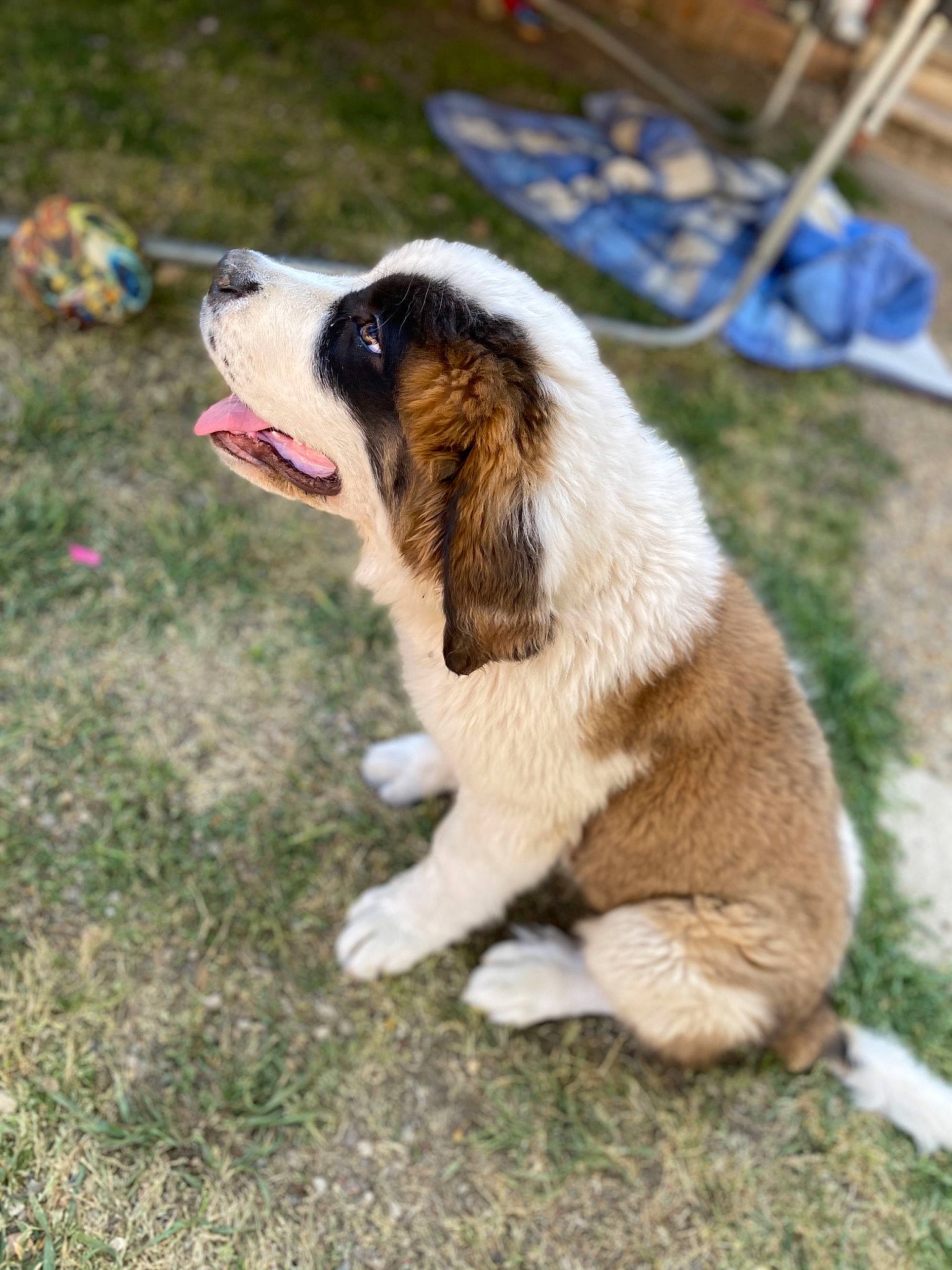 Rhéa a rejoint le concours — aidez-le/la à gagner de superbes lots ! ancient_dog_breeds, canidae, carnivore, dog, dog_breed, giant_dog_breed, karakachan_dog, mammal, moscow_watchdog, pyrenean_mastiff, rafeiro_do_alentejo, snout, sporting_group, st_bernard, tornjak, vertebrate, working_dog