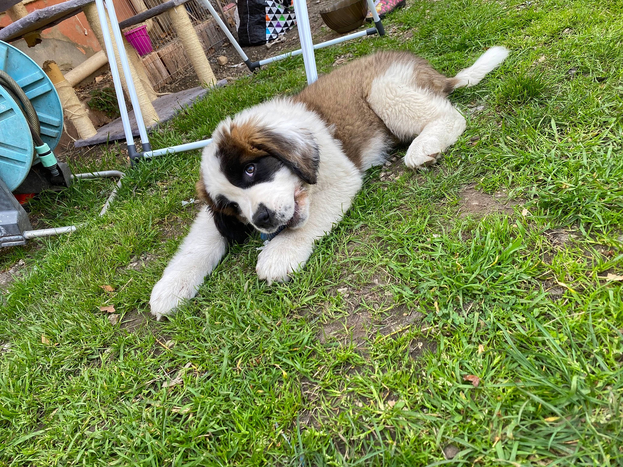 Rhéa a rejoint le concours — aidez-le/la à gagner de superbes lots ! akita, canidae, carnivore, companion_dog, dog, dog_breed, grass, karakachan_dog, mammal, moscow_watchdog, puppy, pyrenean_mastiff, sporting_group, st_bernard, tornjak, vertebrate, working_dog