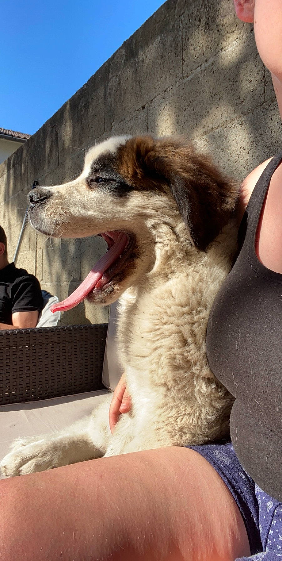 Rhéa a rejoint le concours — aidez-le/la à gagner de superbes lots ! canidae, carnivore, companion_dog, dog, dog_breed, mammal, snout, sporting_group