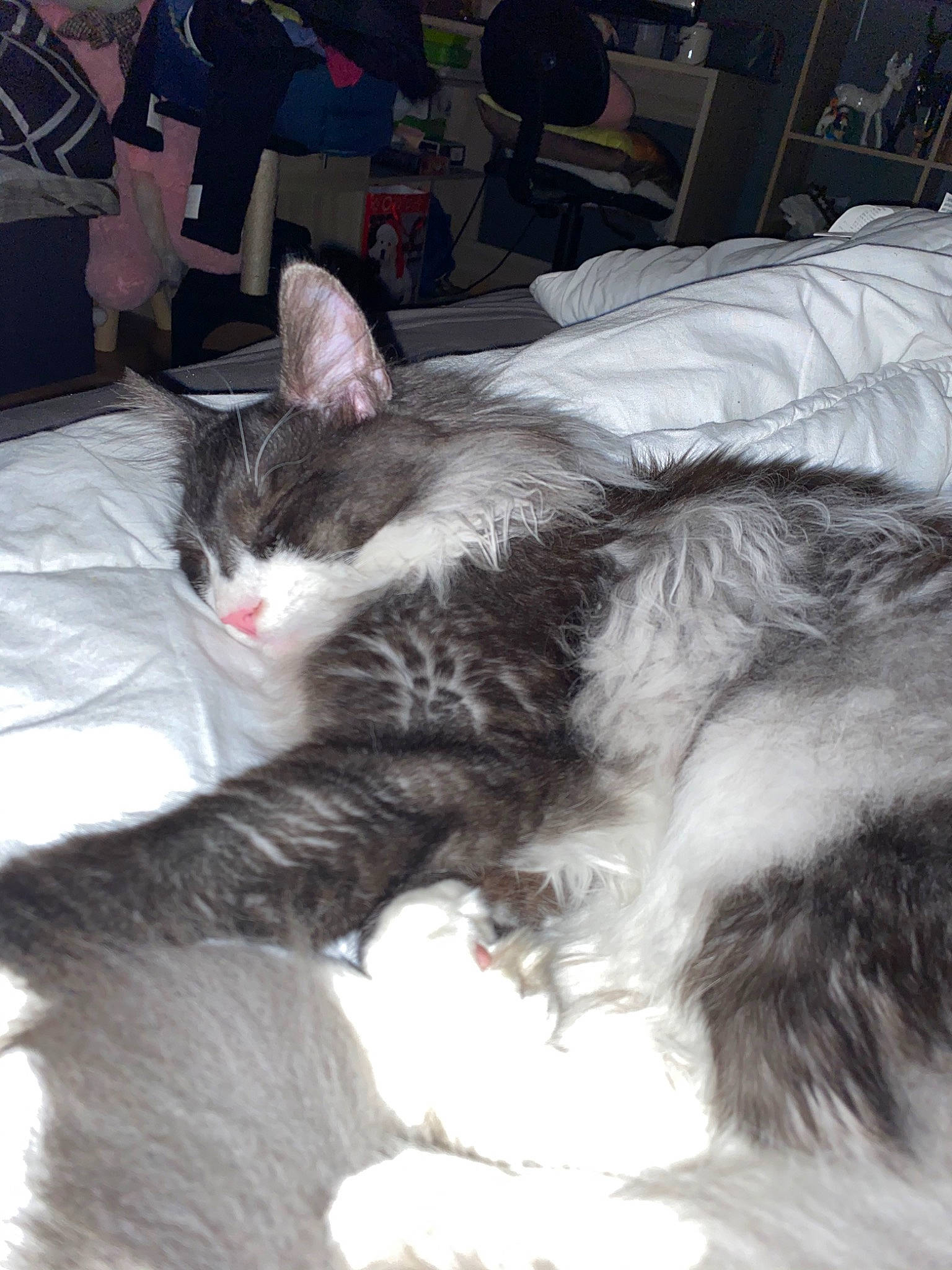 Piwi participe au concours pour gagner de l'argent avec cette photo : carnivore, cat, domestic_long_haired_cat, ear, felidae, fur, kitten, norwegian_forest_cat, small_to_medium_sized_cats, tail, whiskers