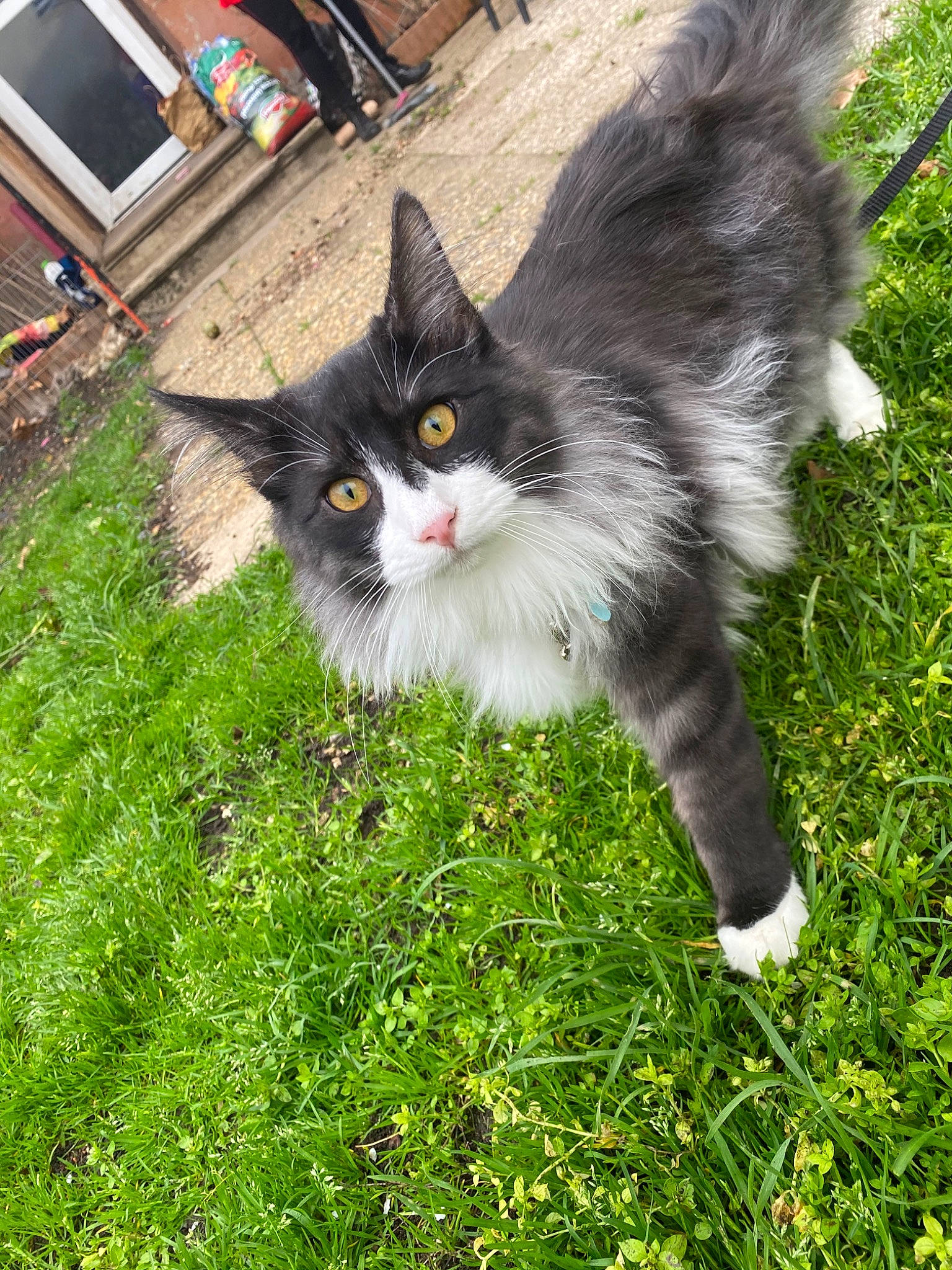 Piwi participe au concours pour gagner de l'argent avec cette photo : carnivore, cat, domestic_long_haired_cat, domestic_short_haired_cat, felidae, grass, kitten, lawn, maine_coon, mammal, norwegian_forest_cat, plant, siberian, small_to_medium_sized_cats, whiskers, wild_cat