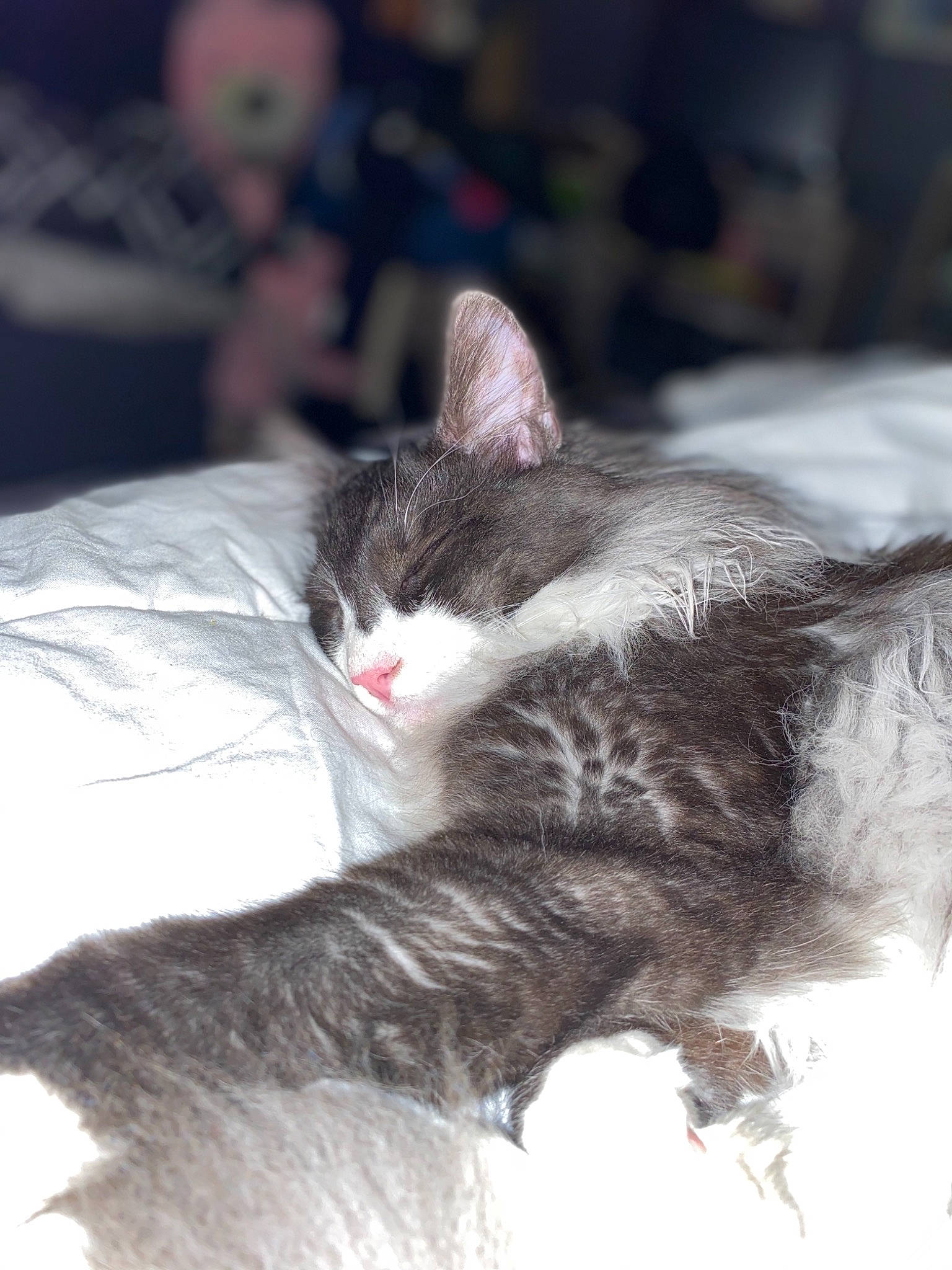 Piwi participe au concours pour gagner de l'argent avec cette photo : carnivore, cat, domestic_long_haired_cat, domestic_short_haired_cat, ear, european_shorthair, felidae, fur, kitten, norwegian_forest_cat, small_to_medium_sized_cats, tail, whiskers