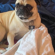 Puggles joined the competition — help win amazing prizes! animal, bed, blanket, canine, collar, companion, cute, dog, domestic, ears, face, fur, indoor, pet, pug, quilt, relaxed, resting, snout, tag