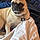 Puggles