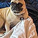 Puggles