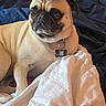 animal, bed, blanket, canine, collar, companion, cute, dog, domestic, ears, face, fur, indoor, pet, pug, quilt, relaxed, resting, snout, tag