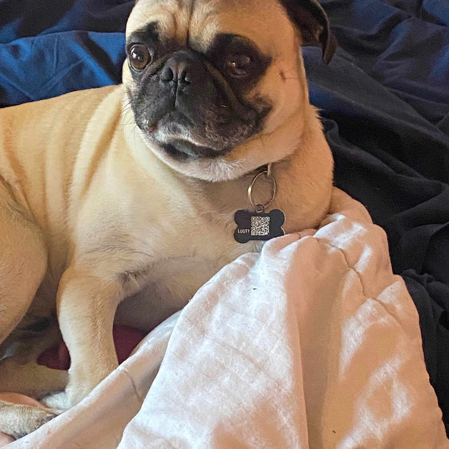 Puggles
